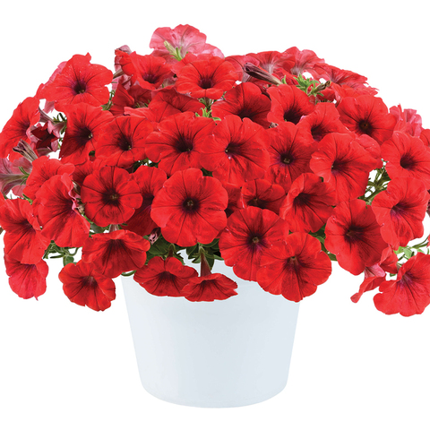 32217 Петуния CASCADIAS CHILI RED (ВЕСНА 2025)