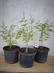 Teofrast Витекс священный vitex agnus-castus