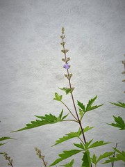 Teofrast Витекс священный vitex agnus-castus