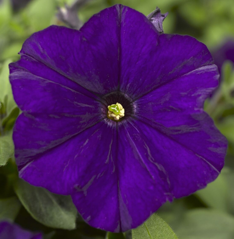 S6038 Петуния кустовая Multiflora Picobella Blue 10шт.