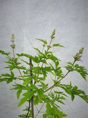 Teofrast Витекс священный vitex agnus-castus