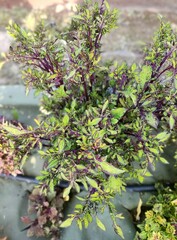 Fancy Mint Тай колеус