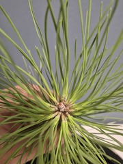 Teofrast Семена Сосна желтая Pinus ponderosa