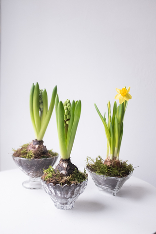 Серия Винтаж. Первоцветы в хрустале S