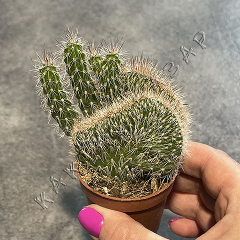 Никтоцереус Змеевидный Кристата d5