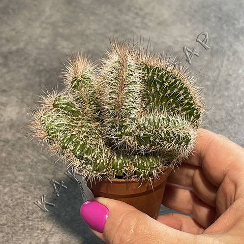 Никтоцереус Змеевидный Кристата d5