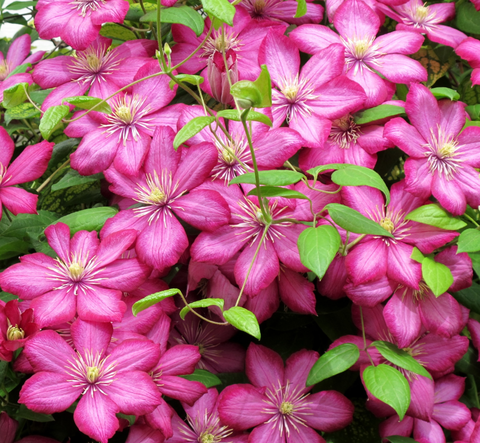 Клематис крупноцветковый Виль де Лион