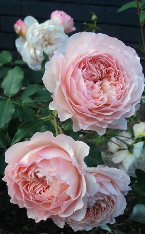Роз де Жерберуа(Rose de Gerberoy)