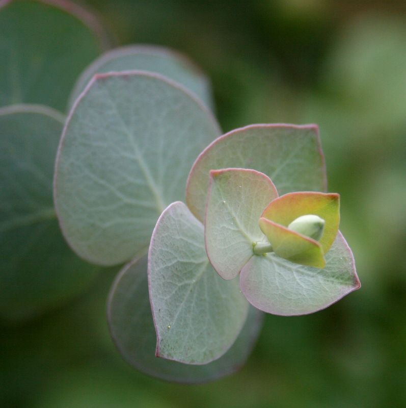 Саженцы Эвкалипт Припудренный Eucalyptus purverulenta