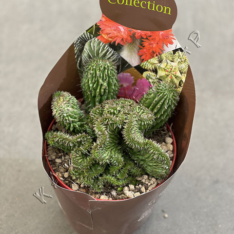 Эуфорбия Хоррида Кристата d15