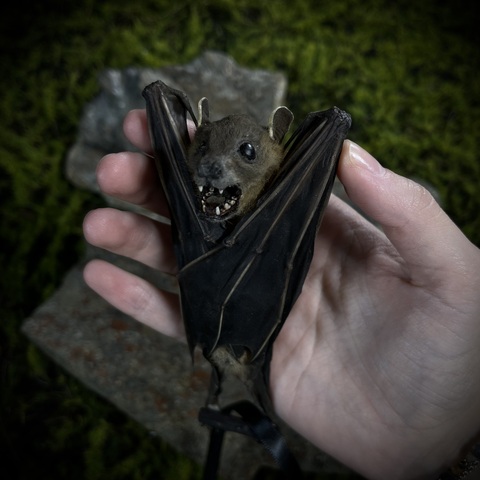 Летучая мышь в подарочной коробке