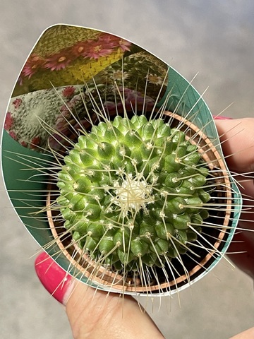 Маммиллярия Спинозиссима Ун Пико d5