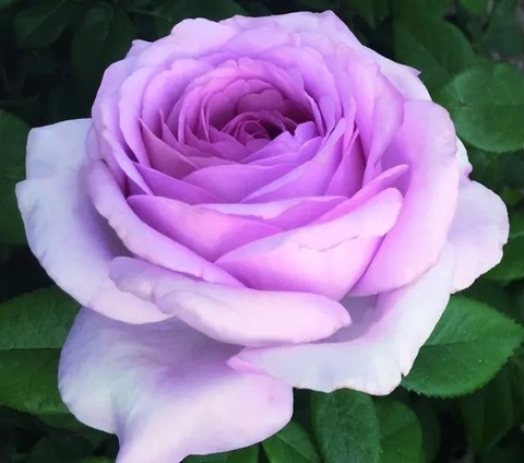 Зе Прайд (The Pride)