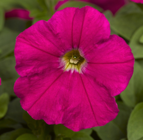 S6039 Петуния кустовая Multiflora Picobella Carmine 10шт.