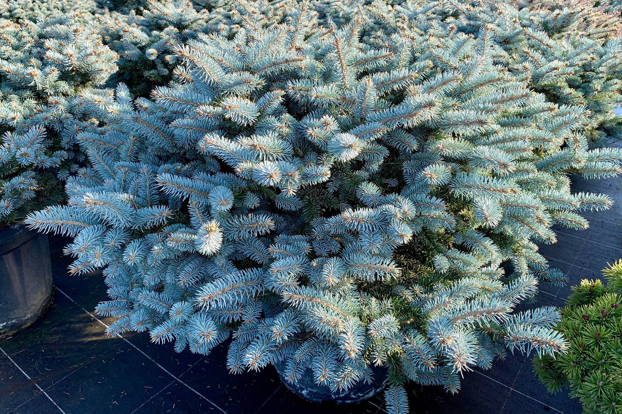 Ель колючая blue. Ель колючая Глаука Глобоза. Picea pungens 'glauca globosa'. Ель колючая голубая Глаука. Ель колючая голубая Глаука Глобоза.