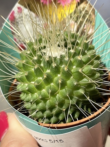 Маммиллярия Спинозиссима Ун Пико d5