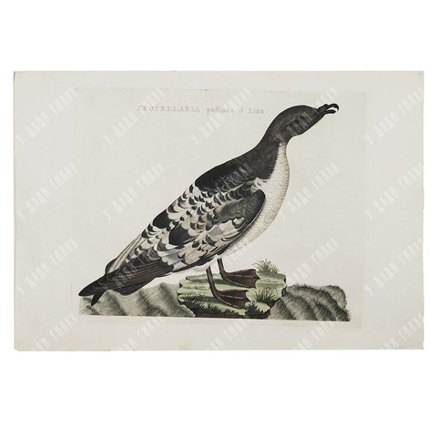 Зепп Ян Кристиан. Мэнский буревестник. Гравюра на меди, акварель. Амстердам. 1809 г.