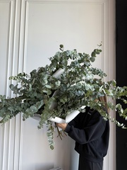 Охапка эвкалипта в зеленом оттенке 5 шт