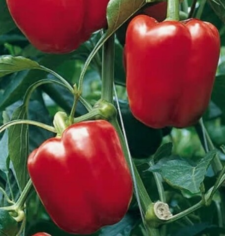 Перец Прокрафт