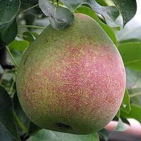 Груша Мраморная