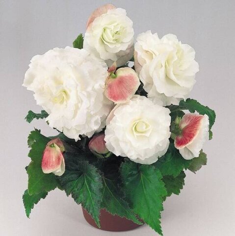 S2340 Бегония клубневая Nonstop Apple Blossom 5шт.