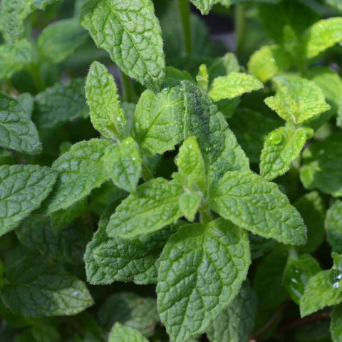 5003 Мята STRAWBERRY MINT (ВЕСНА 2025)