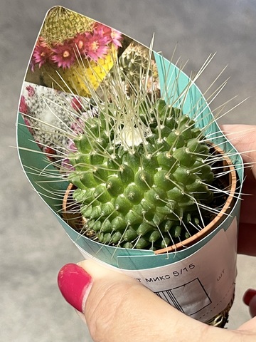 Маммиллярия Спинозиссима Ун Пико d5