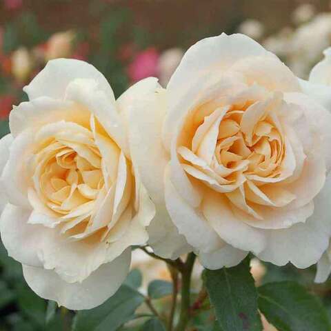 Лионс роуз (Lions Rose)