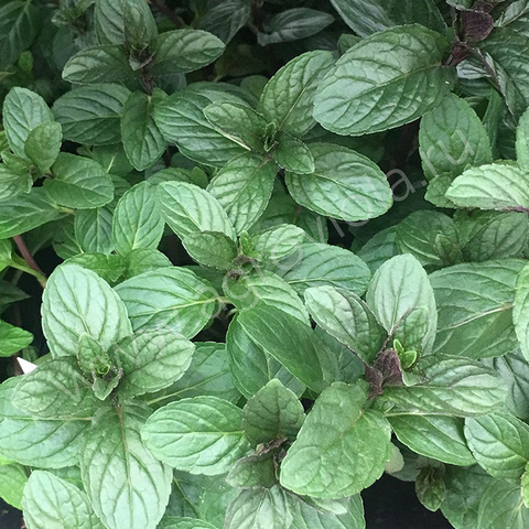 5004 Мята CHOCOLATE MINT (ВЕСНА 2025)