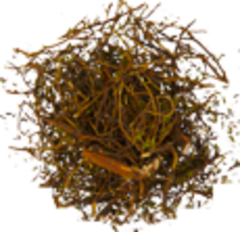 Шикша (трава)