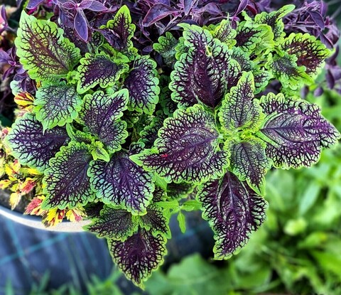 Бергамот UO колеус