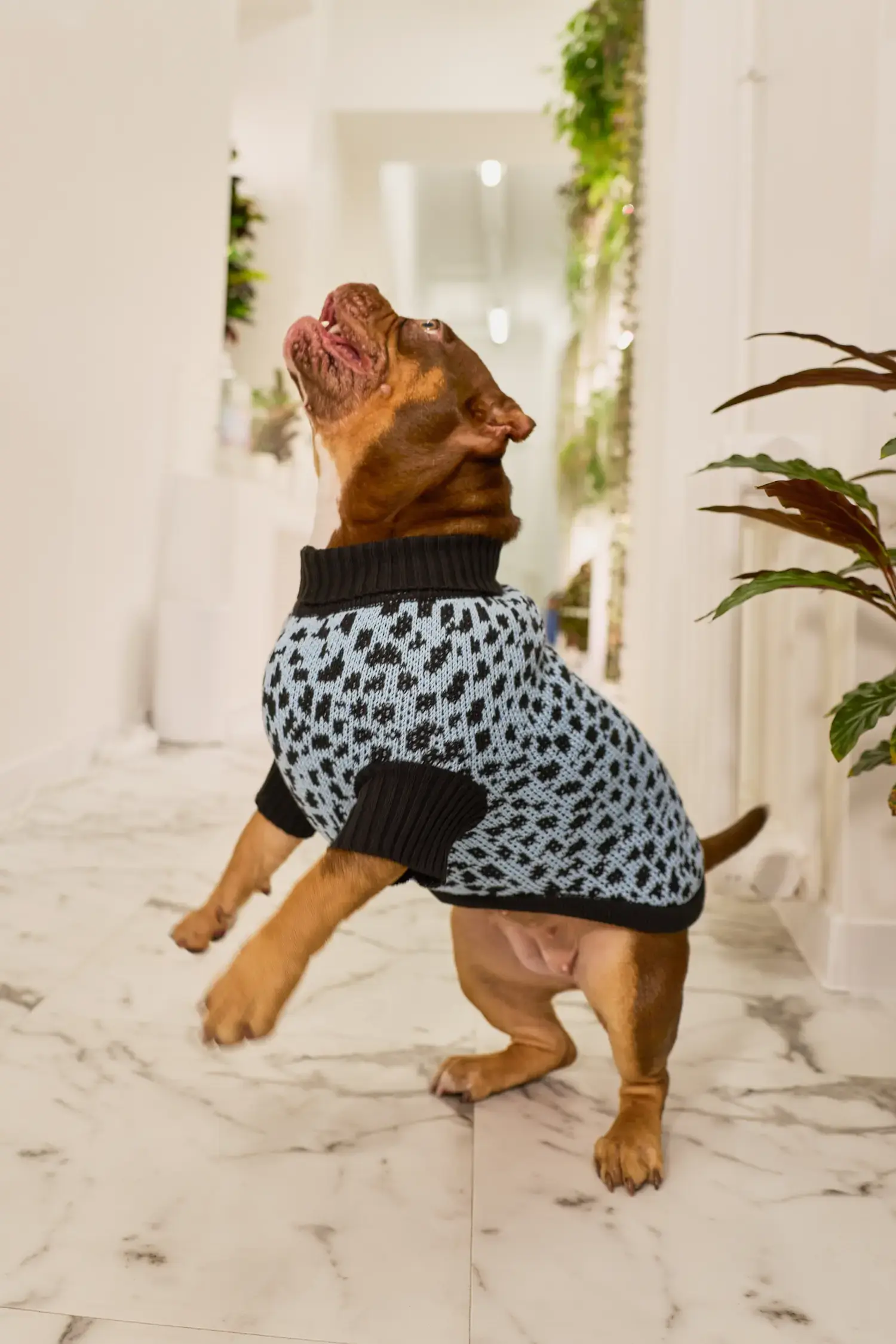 Для собачки