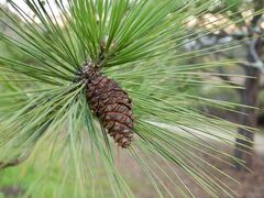 Teofrast Семена Сосна желтая Pinus ponderosa