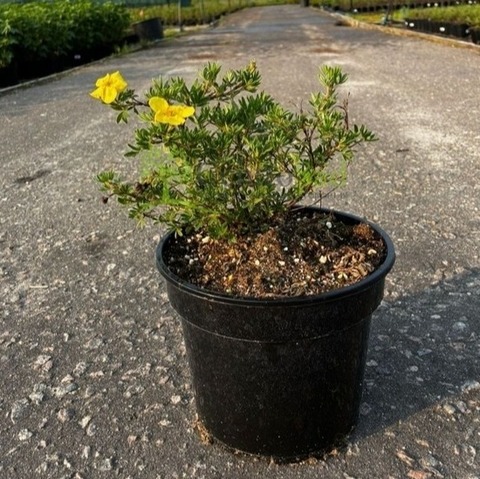 Лапчатка кустарниковая 