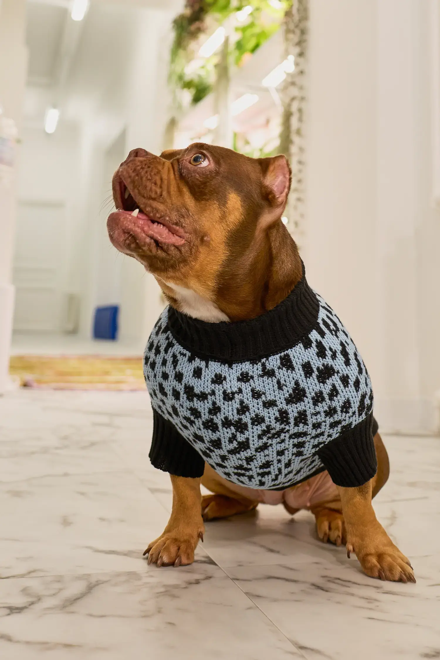 Для собачки