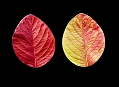 Силиконовый молд лист Фиалки