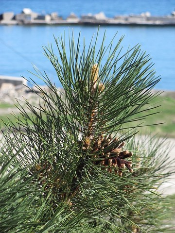 Семена Сосна крымская Pinus pallasiana