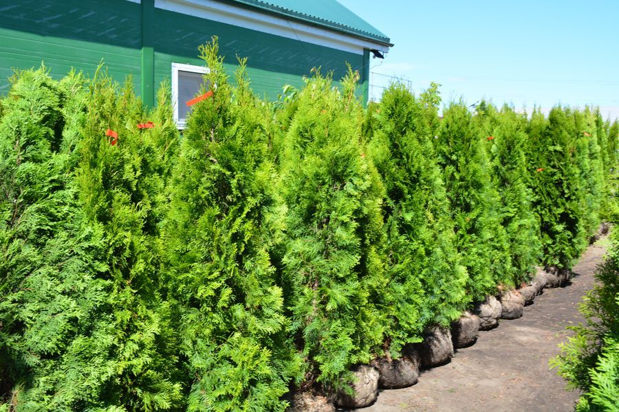 русский туй. Thuja smaragd в горшке 19/60 купить. туя западная смарагд. русский туй. туя низкорослая.