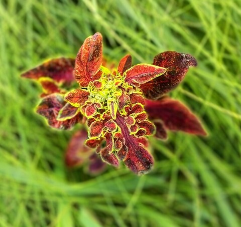 Свидание улиток ТМ колеус