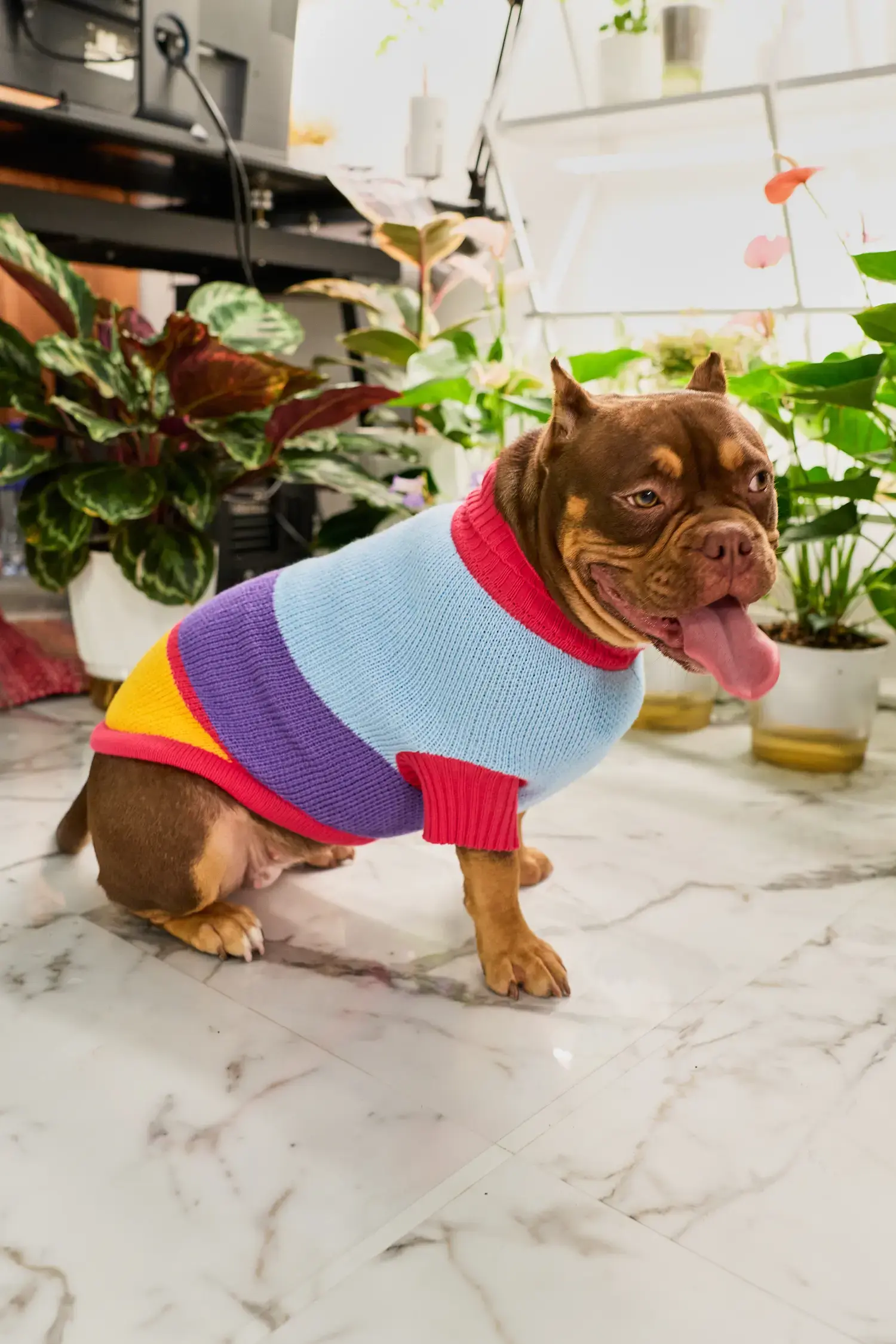 Для собачки