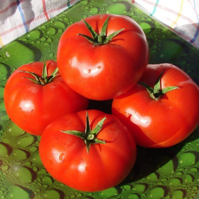 Сорт помидоров бобкат с фото