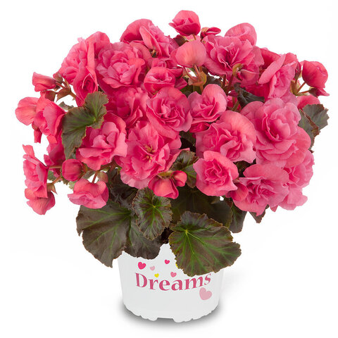 1284 Бегония SOLENIA LIGHT PINK