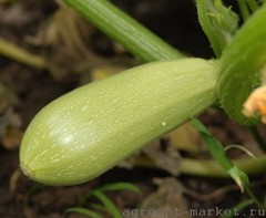 Конкордия F1 семена кабачка (Sakata / Саката)