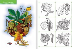 Школа Семи Гномов 