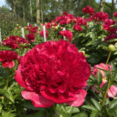 Пион травянистый 