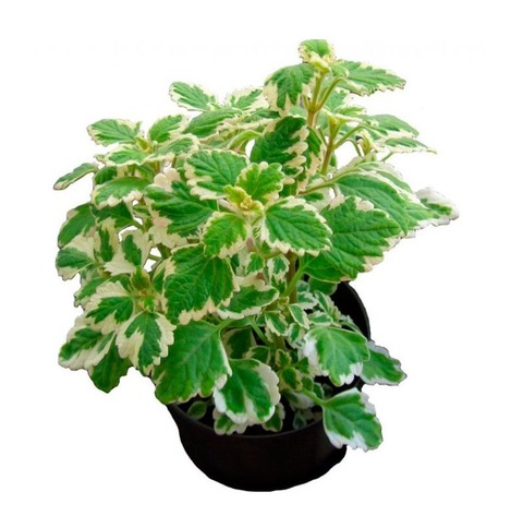 Плектрантус