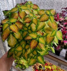 Electric Slide колеус