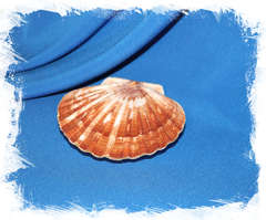 Раковина Пектен Албикан (Pecten albicans) двустворчатая (склеена), 9-12см, 1шт