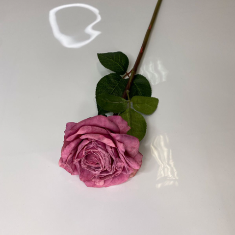 Роза одиночная Фламенко (Пурпурный)
