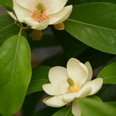 Магнолия Виргинская Magnolia virginiana